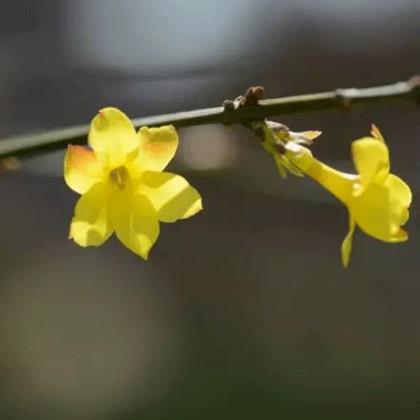 中秋节祝福语送学生