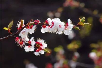 母亲节唯美祝福句子简短 母亲节祝福语简短语