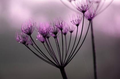 谷雨节气图片 父亲节祝福语简短