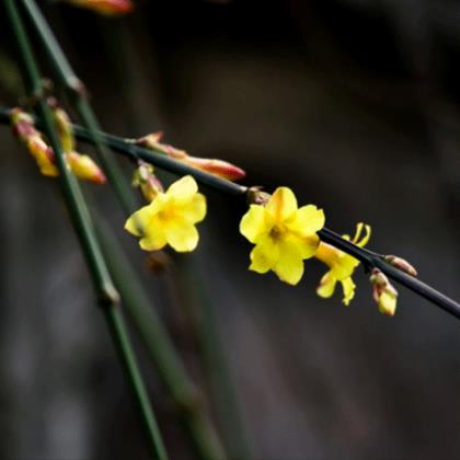 生日朋友圈文案文艺范 适合过年回家发的朋友圈语录(24条)