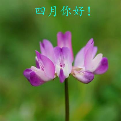 老师给家长的端午节祝福语